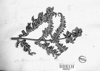 Cryptomycina pteridis image